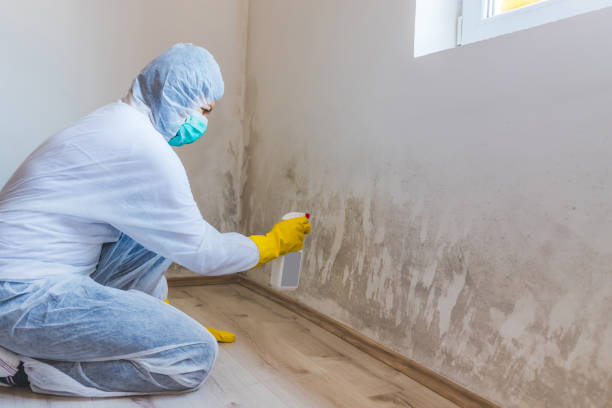 Professional mold removal team in Hallandale